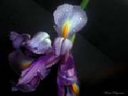 unknow artist Realistic Orchid Sweden oil painting artist